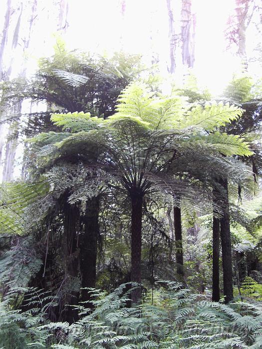 Fern Trees, Sherbrook Forest PIC00256.JPG - PIC00256.JPG                   